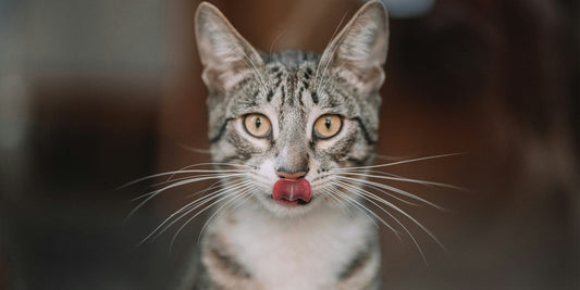 Vegetarisches Katzenfutter