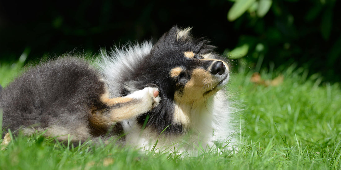 Allergietest beim Hund