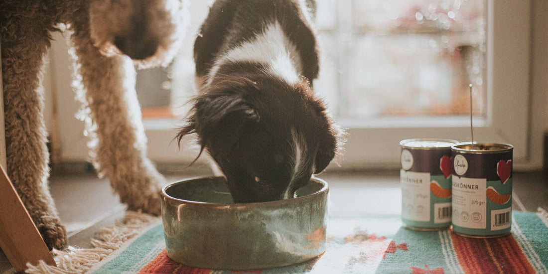 Insekten Hundefutter im Test