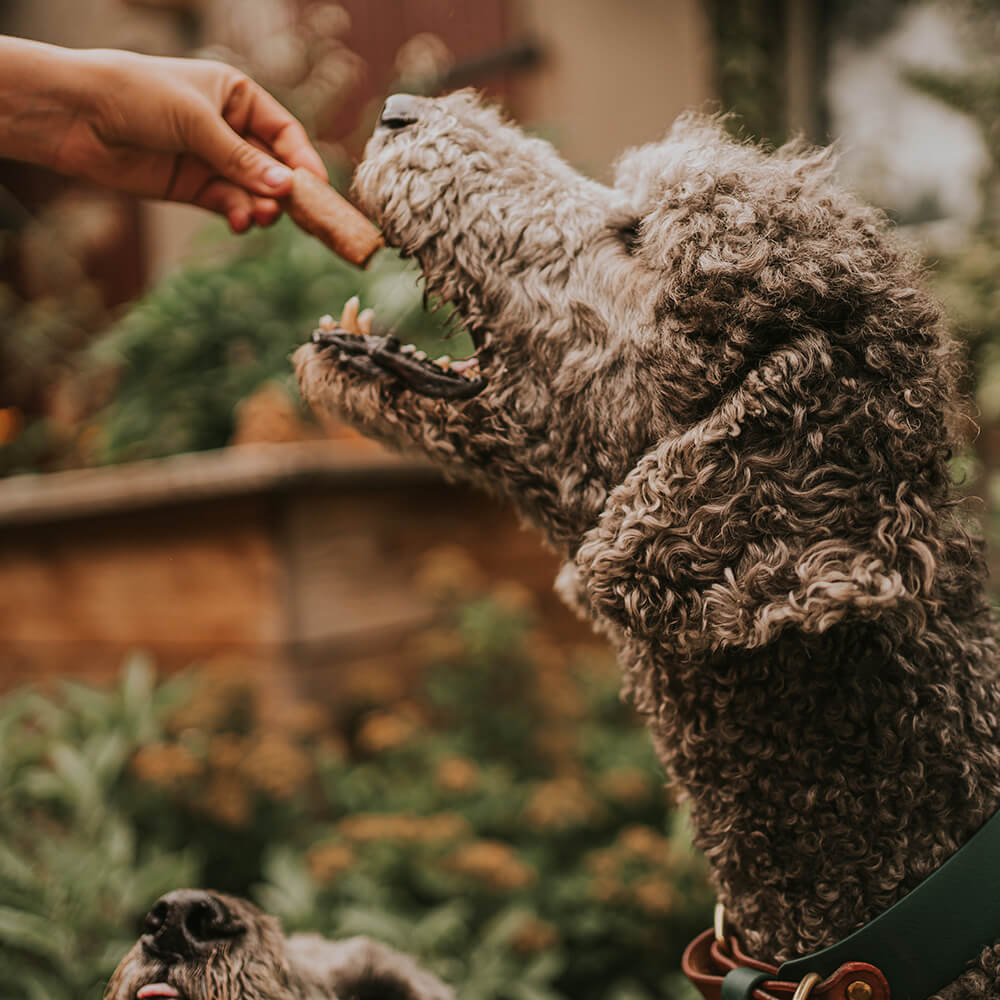 Held vom Feld Kaustangen für Hunde probieren